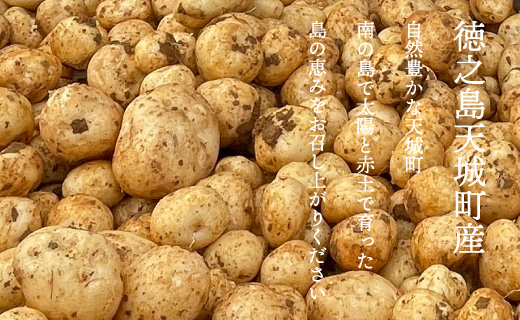 【新じゃが】徳之島 天城町産 赤土じゃがいも 10kg M～2L 混合サイズ 南部ガーデン ジャガイモ ばれいしょ バレイショ CB-