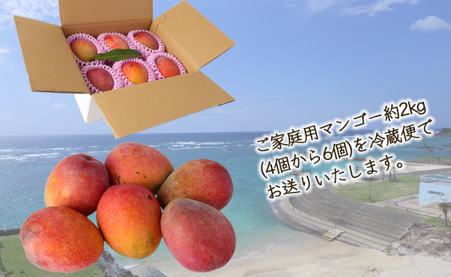 【2024年7月上旬以降配送開始】【ご家庭用】島マンゴー園 完熟マンゴー 2kg マンゴー フルーツ