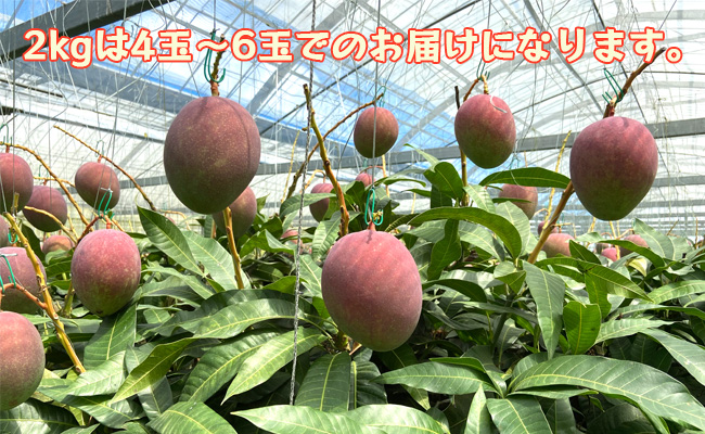 【2022年発送】天城町産 宝果樹園の完熟マンゴー ご家庭用 2kg 