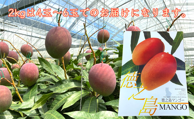【2022年発送】天城町産 宝果樹園の完熟マンゴー A品 2kg 贈答用 