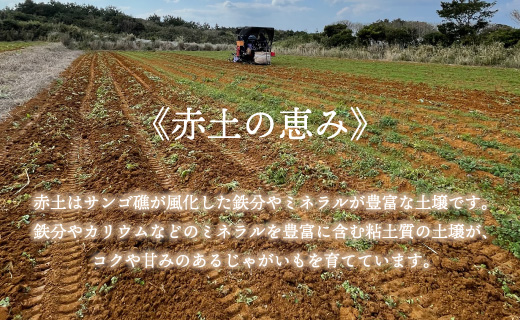 【新じゃが】徳之島 天城町産 赤土じゃがいも 5kg M～2L 混合サイズ 南部ガーデン ジャガイモ ばれいしょ バレイショ CB-5