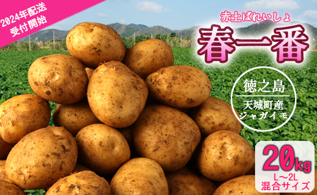 徳之島 天城町産 赤土ばれいしょ 新じゃが 春一番 20kg L～2L 混合サイズ ジャガイモ じゃがいも バレイショ