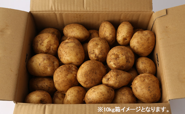徳之島 天城町産 赤土ばれいしょ 新じゃが 春一番 10kg L～2L 混合サイズ ジャガイモ じゃがいも バレイショ