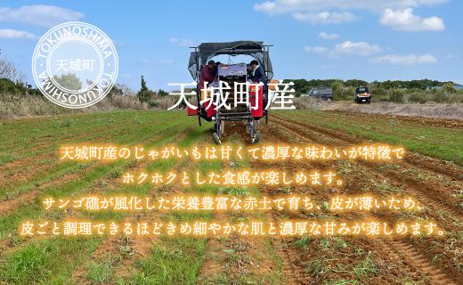 【新じゃが】徳之島 天城町産 赤土じゃがいも 5kg M～2L 混合サイズ 南部ガーデン ジャガイモ ばれいしょ バレイショ CB-5