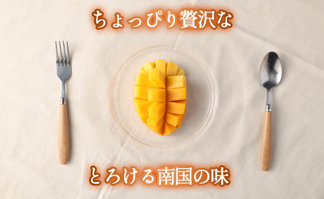 【2024年7月上旬以降配送開始】【贈答用】島マンゴー園 完熟マンゴー Ａ品 1kg マンゴー フルーツ