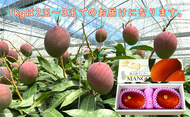 【2022年発送】天城町産 宝果樹園の完熟マンゴー A品 1kg 贈答用 