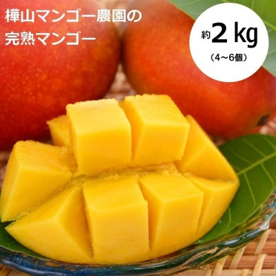 【2026年7月中旬より順次発送】完熟マンゴー約2kg(4〜6個:化粧箱入り)、贈答用(A級品)