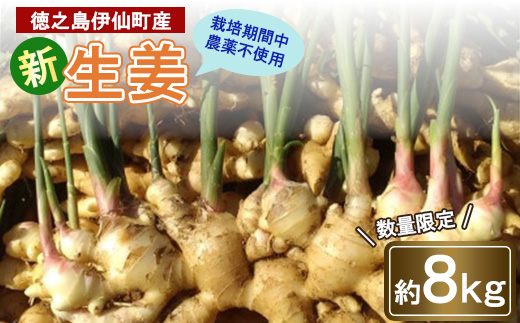 【数量限定 栽培期間中農薬不使用】 徳之島 伊仙町産 新生姜 しょうが 約8kg 【福山宣太】【1463324】