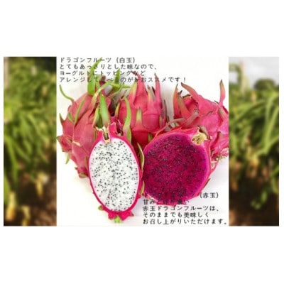 ãã©ãŽã³ãã«ãŒã(èµ€)3kgãé
éäžå¯å°åïŒé¢å³¶ãã1430351ã