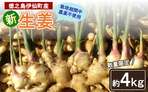 【数量限定 栽培期間中農薬不使用】 徳之島 伊仙町産 新生姜 しょうが 約4kg 【福山宣太】【1463323】