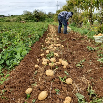 【先行予約! 2026年2月中旬発送】 伊仙町 特産品 有機栽培 ばれいしょ 約5kg【1474129】