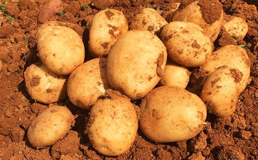 【先行予約! 2026年5月上旬〜発送】徳之島 コロッケ 10個入り×2袋 【絆ファーム】【配送不可地域：離島】【1404633】