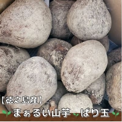徳之島 伊仙町産 まぁるい山芋「ぱり玉」2キロ【1405766】|JAL