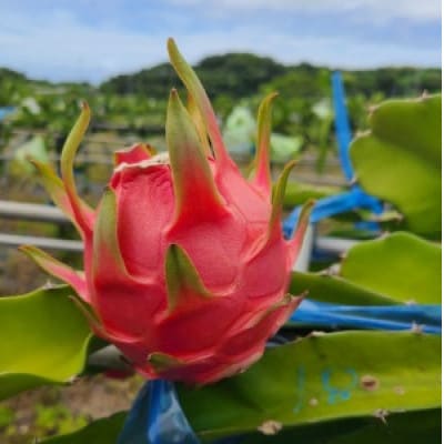 ドラゴンフルーツ(徳之島宝赤)【配送不可地域：離島】【1661052】