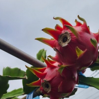 ドラゴンフルーツ(徳之島宝赤)【配送不可地域：離島】【1661052】