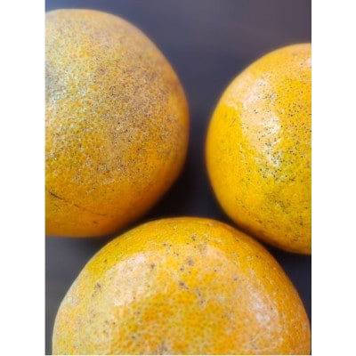 【先行予約!2026年1月下旬より発送】清水果樹園のたんかん《ご自宅用》約5kg【1456089】