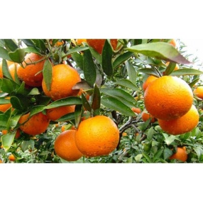 【先行予約!2026年1月下旬より発送】清水果樹園のたんかん約5kg(化粧箱入り)【1456087】