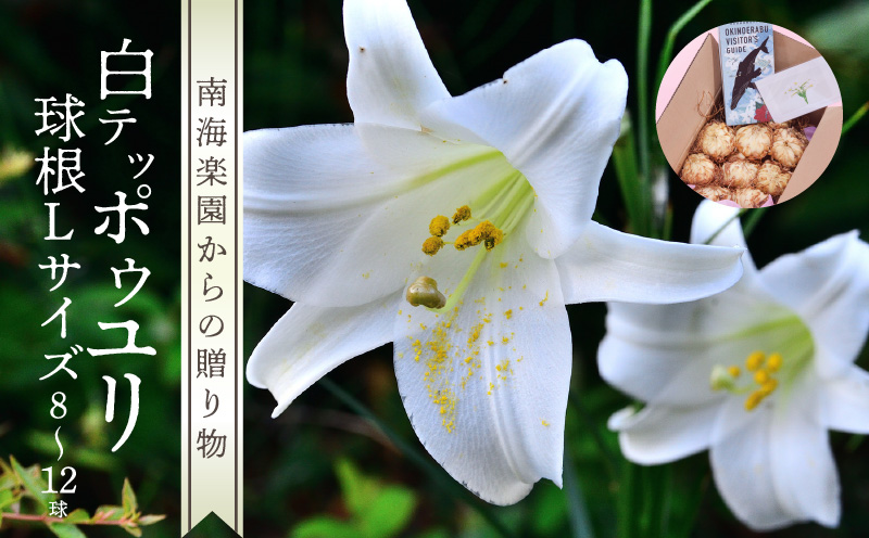 ■沖永良部島産 白テッポウユリ（えらぶ百合）球根Lサイズ（8〜12球）　W008-021u