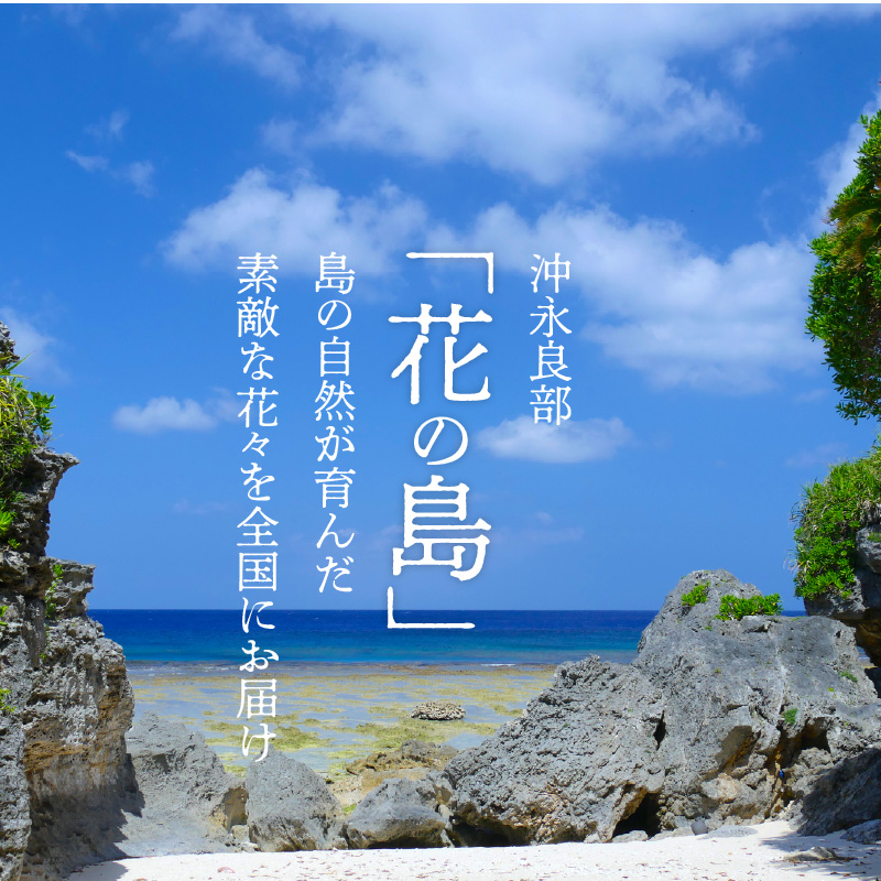 ■沖永良部島で大切に育てられた オリエンタル・カサブランカの花セット　W008-012u