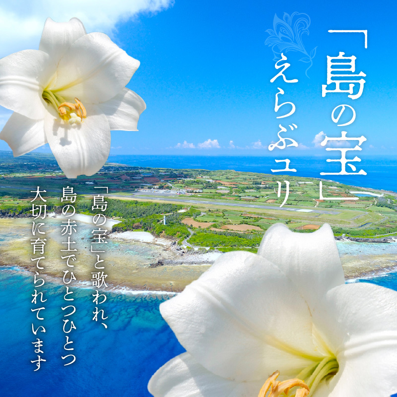 ■沖永良部島で大切に育てられた オリエンタル・カサブランカの花セット　W008-012u