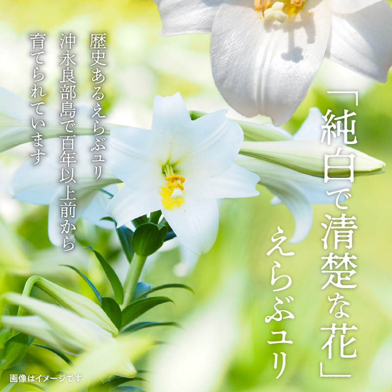 ■沖永良部島で大切に育てられた オリエンタル・カサブランカの花セット　W008-012u