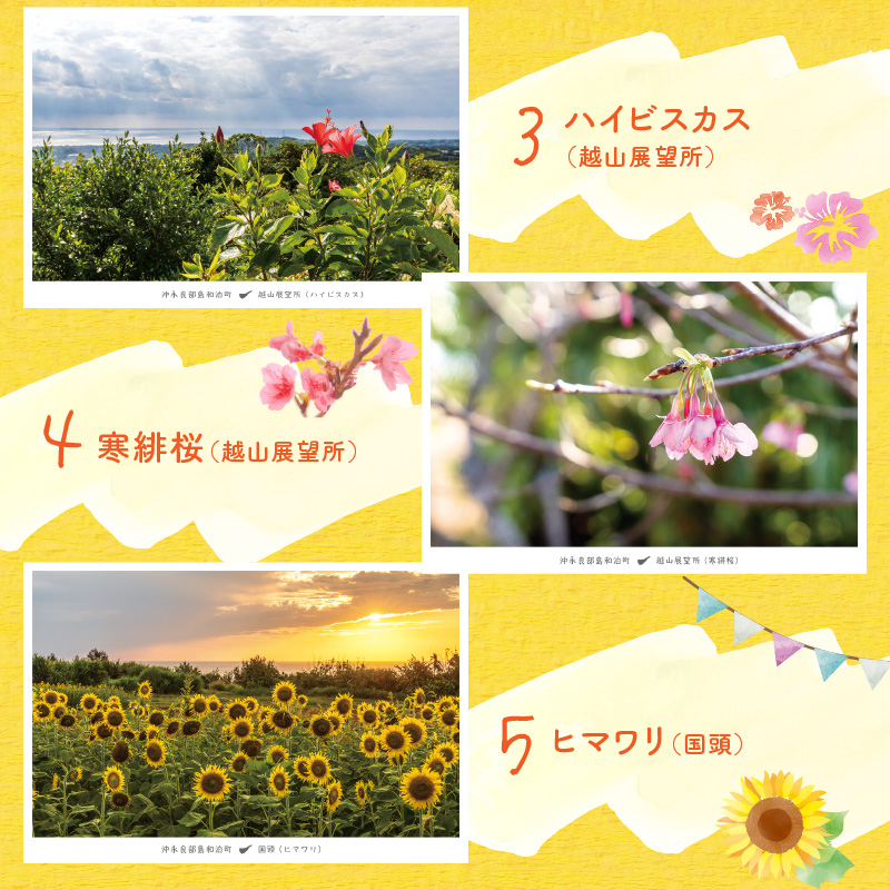 花と癒しの島！沖永良部島オリジナルポストカード（花編）