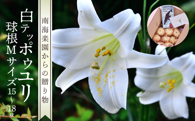 ■沖永良部島産 白テッポウユリ（えらぶ百合）球根Mサイズ（15〜18球）　W008-019u