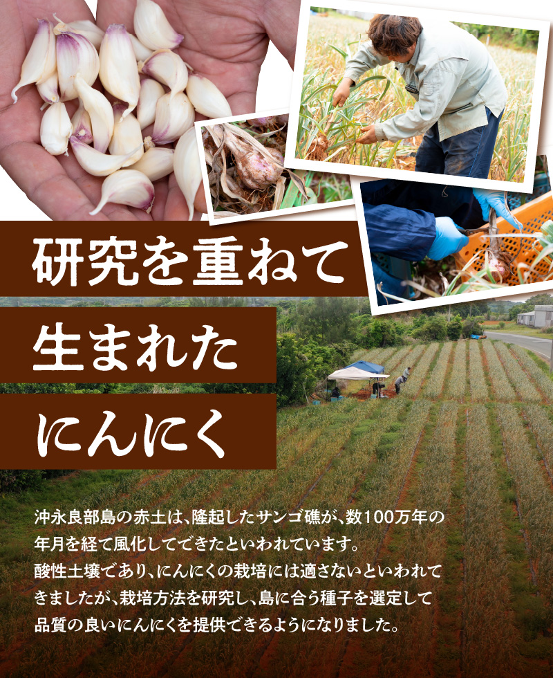 【2025年先行予約】農家厳選！南国の赤土で育んだ 沖永良部島産 生にんにく 2L玉 2kg【3月下旬〜4月下旬】　W041-002u