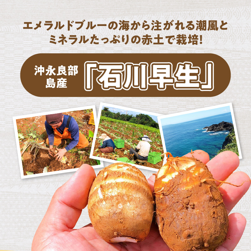 【先行受付】農家直送！栽培歴40年！南の島の赤土里芋３キロ！【５月上旬～６月下旬】