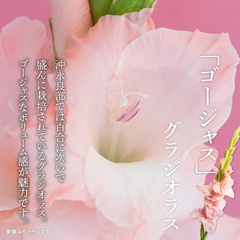 ■沖永良部島で大切に育てられた オリエンタル・カサブランカの花セット　W008-012u