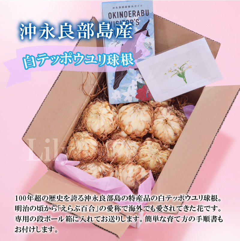 ■沖永良部島産 白テッポウユリ（えらぶ百合）球根Lサイズ（8〜12球）　W008-021u