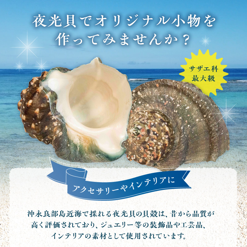 沖永良部島の天然夜光貝の貝殻（加工用）２キロ　サイズ不揃い