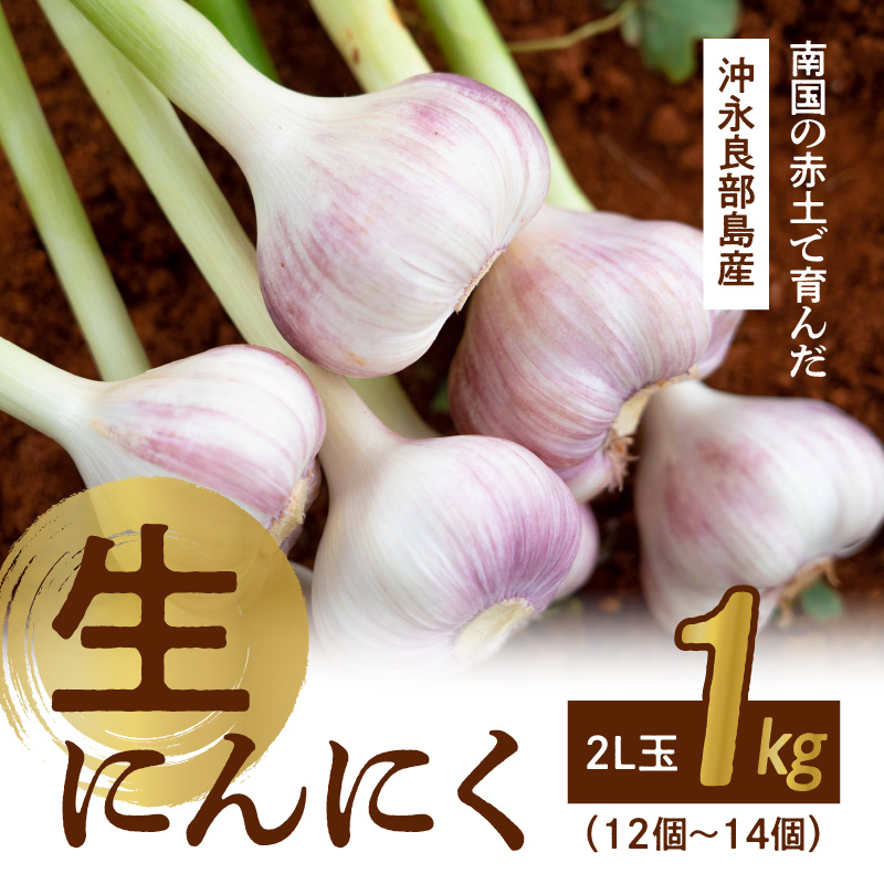 【2026年先行予約】農家厳選！南国の赤土で育んだ 沖永良部島産 生にんにく 2L玉 1kg【3月下旬～4月下旬】　W041-001u