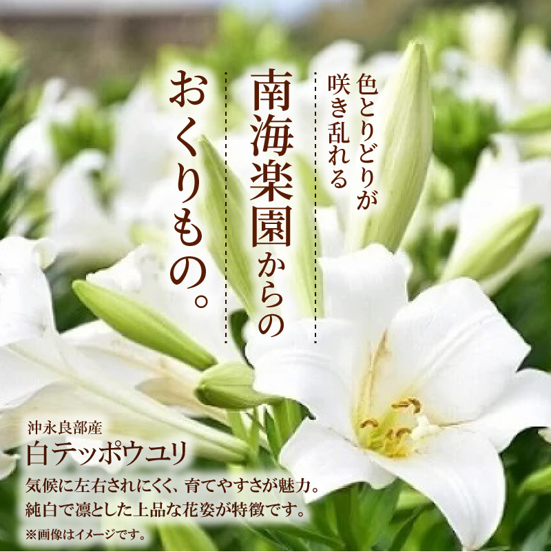 ■沖永良部島産 白テッポウユリ（えらぶ百合）球根Mサイズ（15〜18球）　W008-019u