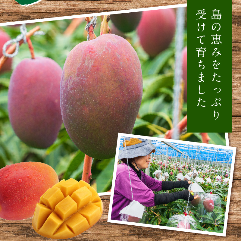 ≪ご家庭用≫東マンゴー園直送！完熟アップルマンゴー 2kg（４～６玉）【７月中旬～８月中旬】