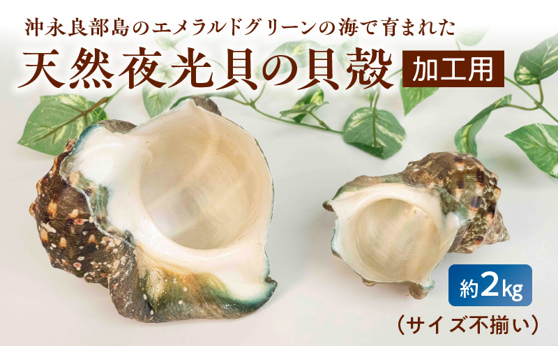 沖永良部島の天然夜光貝の貝殻（加工用）２キロ　サイズ不揃い