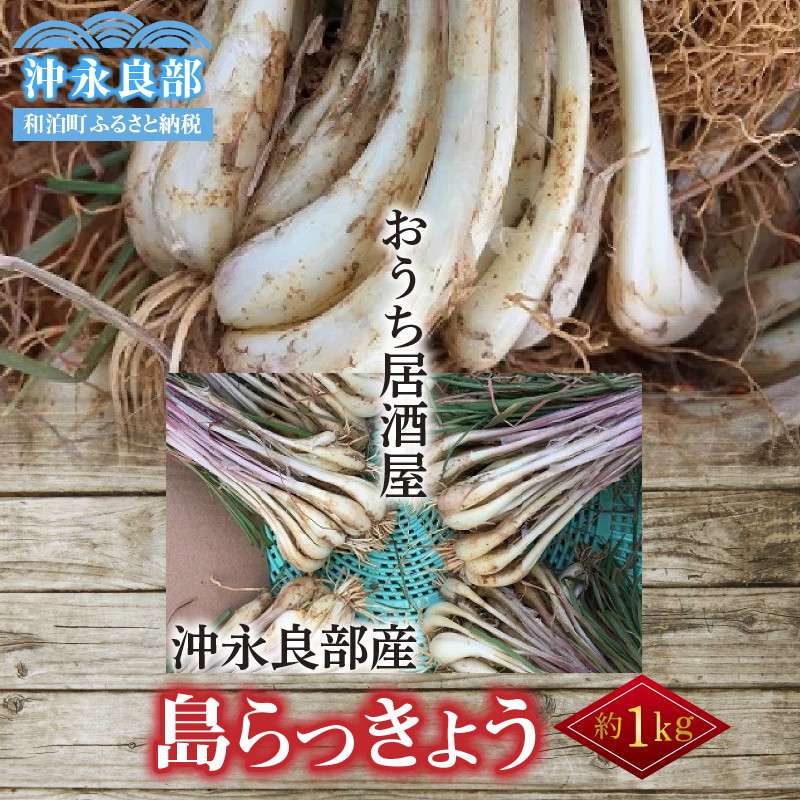 【先行受付】おうち居酒屋。島らっきょう 約1kg /沖永良部島産【4月初旬～7月下旬】