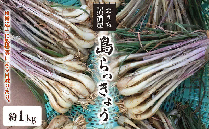 【2025年先行予約】おうち居酒屋。島らっきょう 約1kg/沖永良部島産【4月初旬〜7月下旬】　W009-030u-01