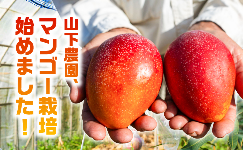 【2026年先行予約】甘い香りの贈り物！山下農園の完熟アップルマンゴー 2kg（4〜6玉）　W063-003-02
