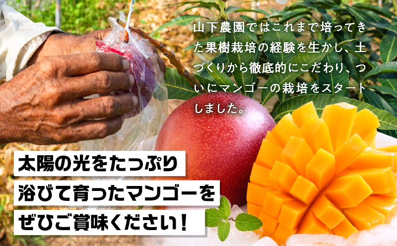 ã2026幎å
è¡äºçŽããèš³ãããçãéŠãã®èŽãç©ïŒå±±äžèŸ²åã®å®çã¢ããã«ãã³ãŽãŒ 2kgïŒ4ã6çïŒãW063-004-02