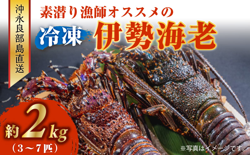 沖永良部島直送！素潜り漁師オススメの冷凍伊勢海老 約2kg（3〜7匹）！　W030-011u