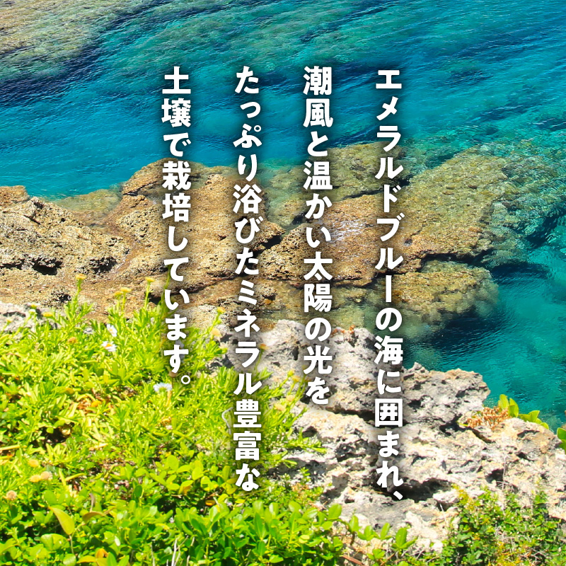 【2025年先行予約】皆村農園のホクホク!ほりたて！春の新じゃがいも10kg【1月下旬～4月下旬】　W035-001