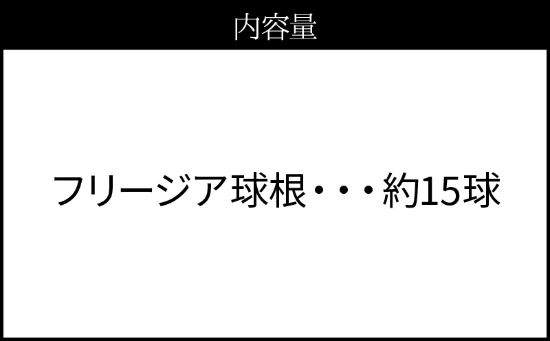 ■薫り高い可憐な花を咲かせます。フリージア球根 約15球入　W008-016u