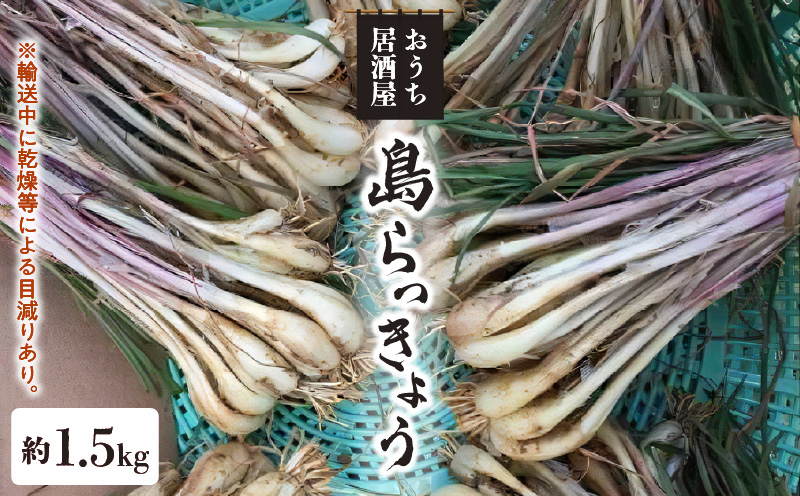 【2025年先行予約】おうち居酒屋。島らっきょう 約1.5kg/沖永良部島産【4月初旬〜7月下旬】　W009-030u-02