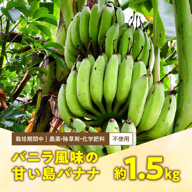 ■ 栽培期間中 農薬・除草剤・化学肥料不使用！バニラ風味の甘い島バナナ 1.5kg【2026年4月上旬～2026年11月下旬お届け】　W043-006u