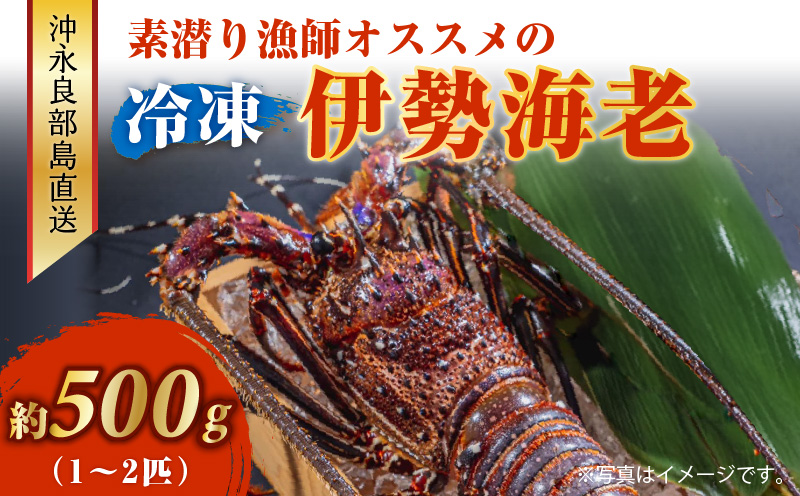 沖永良部島直送！素潜り漁師オススメの冷凍伊勢海老 約500g（1〜2匹）！　W030-018