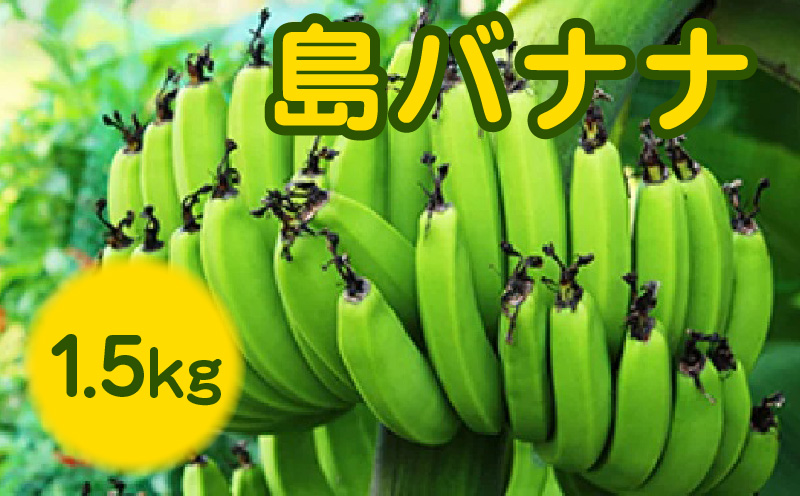 【先行予約】まるとよ農産の島バナナ 1.5キロ【7月中旬～11月下旬】