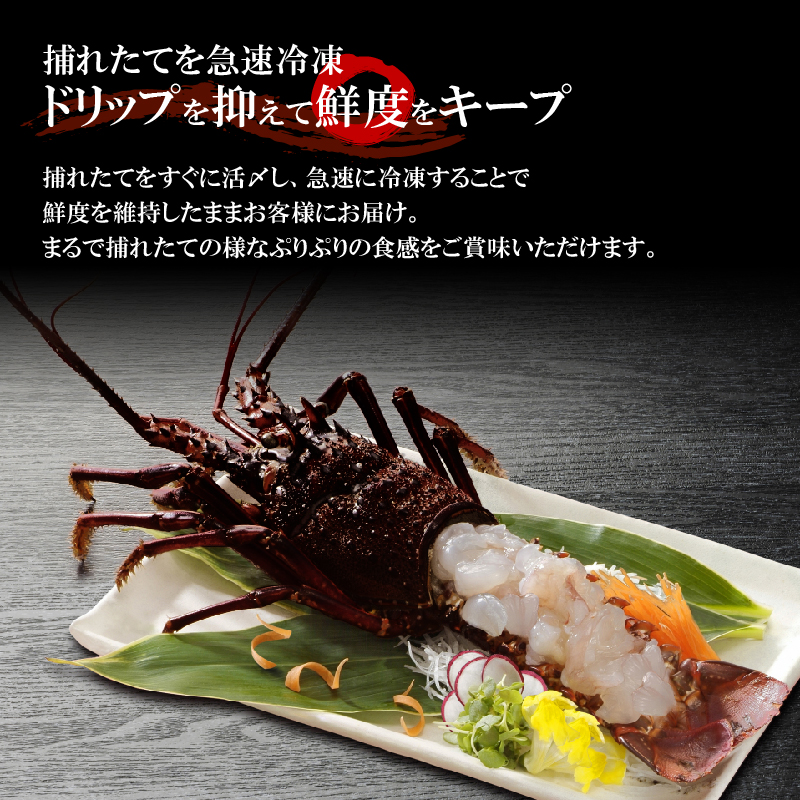 【漁師直送】活き〆冷凍 天然伊勢海老 300g（1尾）　W005-004u