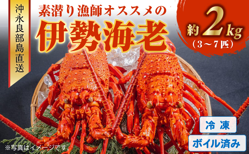 沖永良部島直送！素潜り漁師オススメのボイル済み冷凍伊勢海老 約2kg（3〜7匹）！　W030-012u