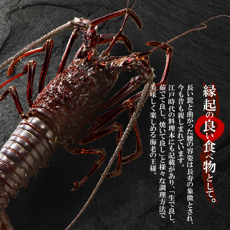 【漁師直送】活き〆冷凍 天然伊勢海老 300g（1尾）　W005-004u
